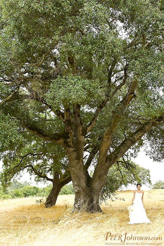 wedding photographer 106 Wine Country Wedding in Sonoma!